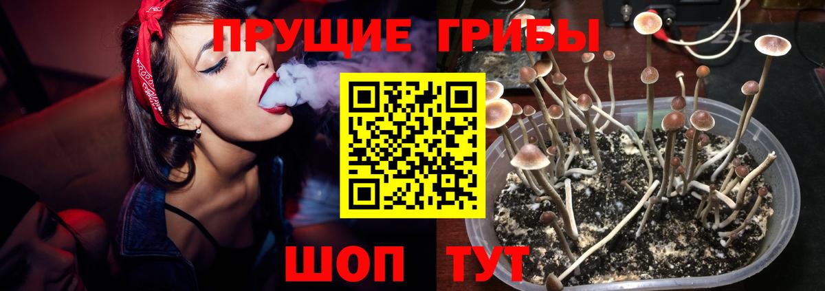 Галлюциногенные грибы Psilocybine cubensis Челябинск